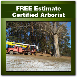 free estimate cert arborist